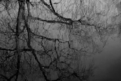 Close-up of bare tree