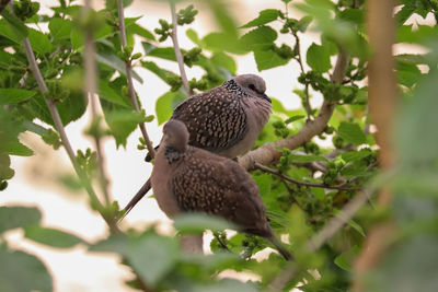 Low angle view of bird perching on tree