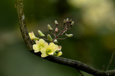 Close-up of white flowering plant