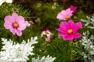 Close-up of pink flowering plants on field