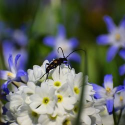 Close-up of insect on purple flowering plant