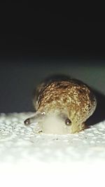 Close-up of frog in water