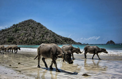 Water buffaloes walking on sand at beach against blue sky during sunny day