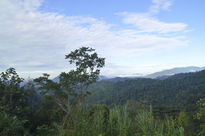 Scenic view of landscape against sky