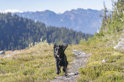 Black dog in a field