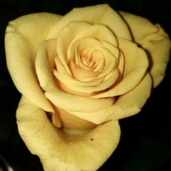 Close-up of rose blooming against black background