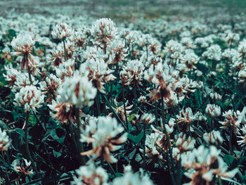 Close-up of flowering plants on field