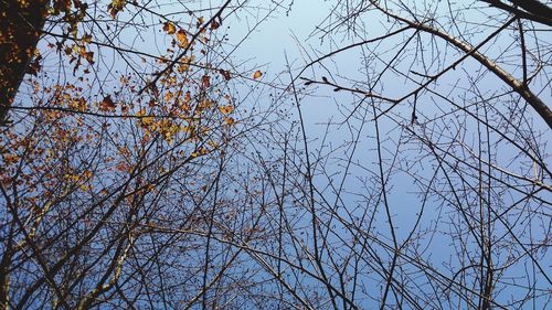 branch