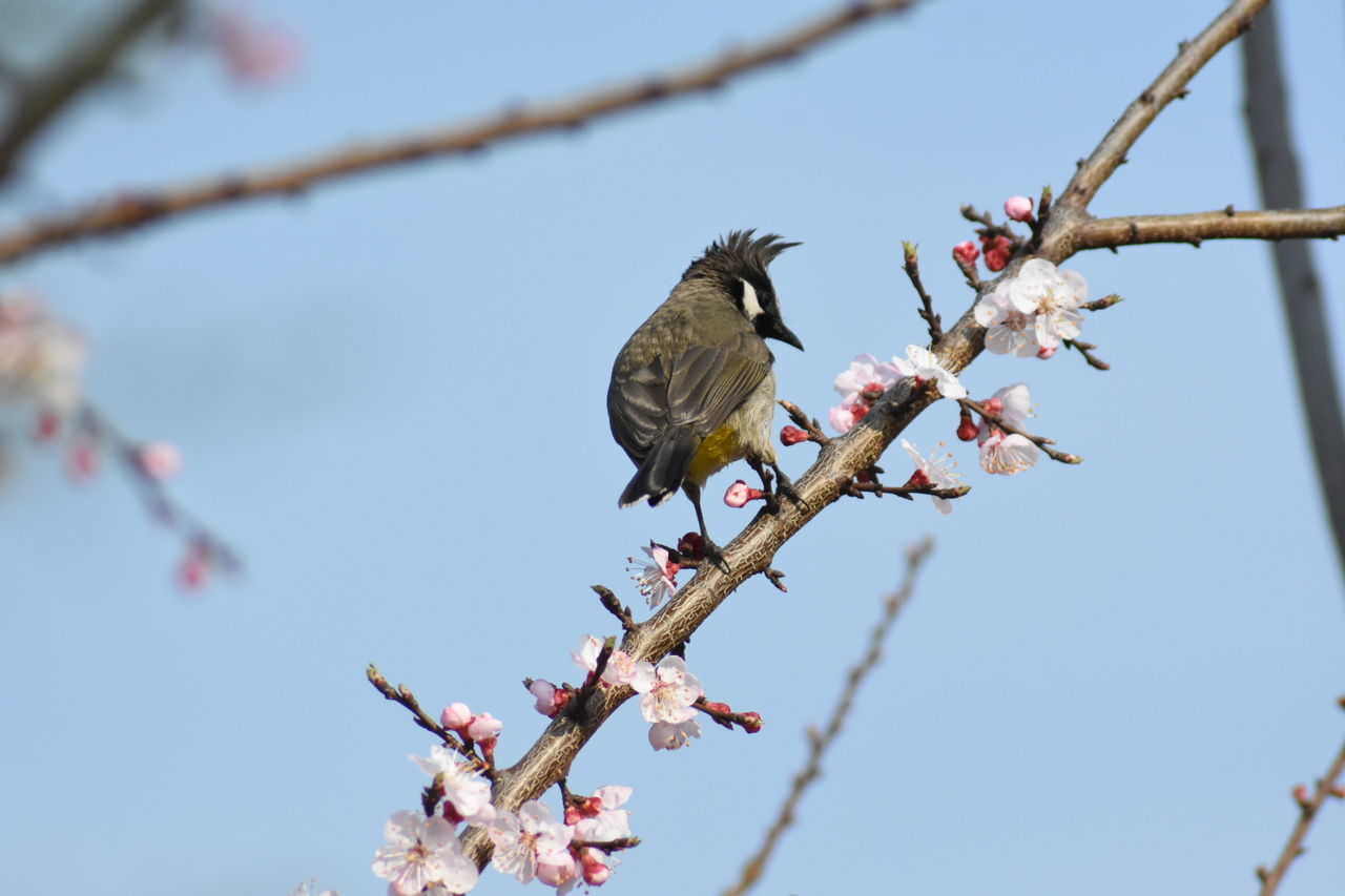 LOW ANGLE VIEW OF CHERRY BLOSSOM PERCHING ON BRANCH