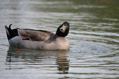 A male, Mallard