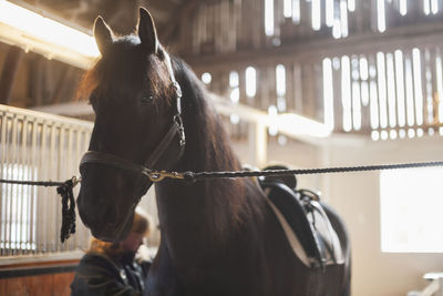 Horse in stable