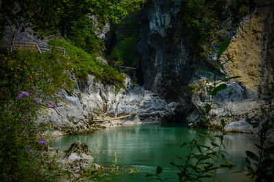 Scenic view of lake in forest