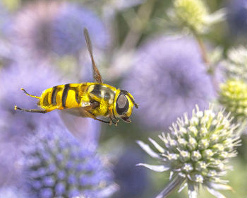 Close-up of bee pollinating on flower