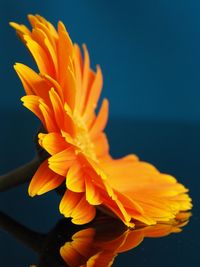 Close-up of orange flower against sky