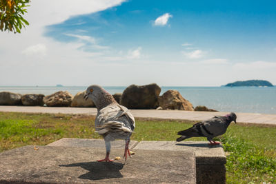 Birds perching on retaining wall by sea against sky