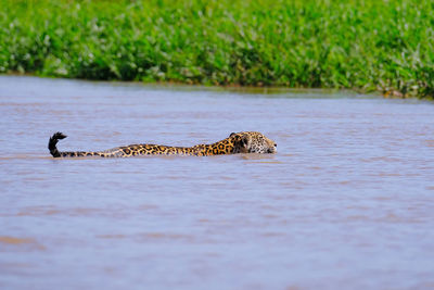 View of crab swimming in river