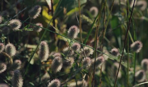 Close-up of thistle flowers