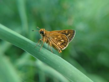 Butterfly on leaf