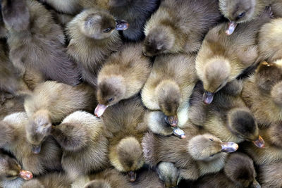 High angle view of young birds