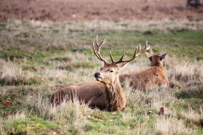 Deer in a field