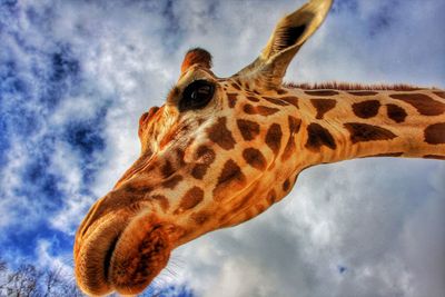 Low angle view of giraffe against sky