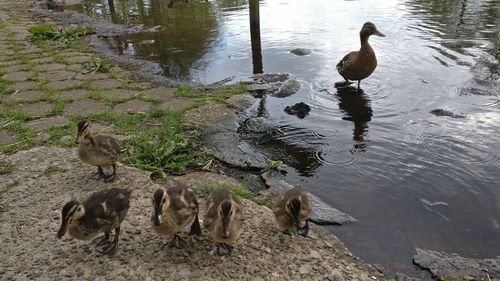 High angle view of ducks swimming in lake