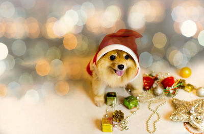 Close-up of dog on christmas tree