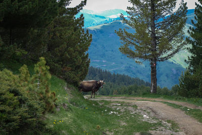 Horse grazing on field against mountains