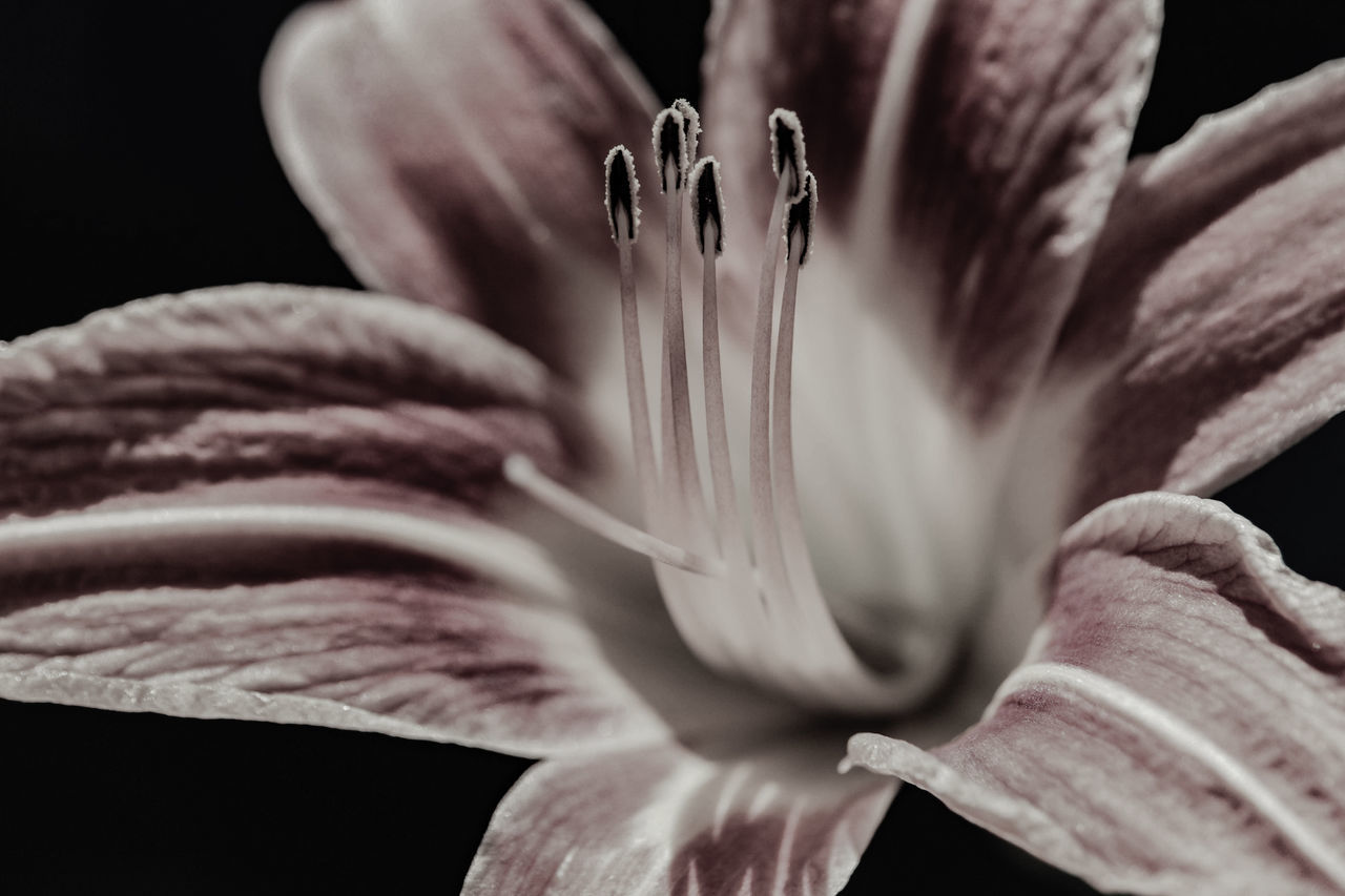 CLOSE-UP OF PURPLE FLOWER