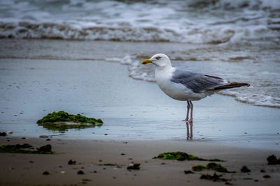 Close-up of seagull perching on shore