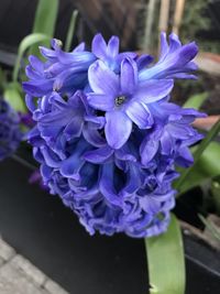 Close-up of bee on purple flower