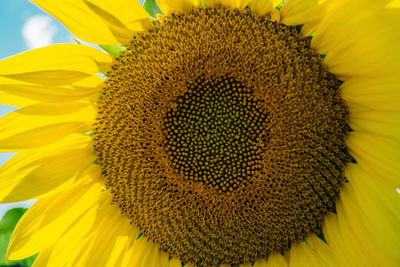 Close-up of sunflower