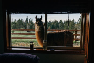 Cat sitting in a window