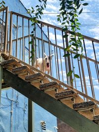 Low angle view of a bull terrier on staircase railing  under blue skies with scattered clouds 