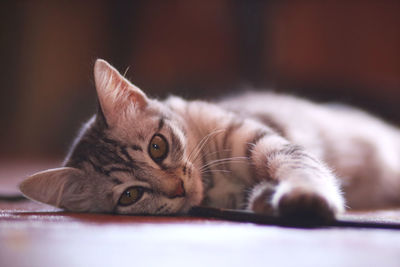 Close-up of cat resting