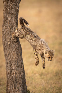 Young cheetah jumping from tree trunk