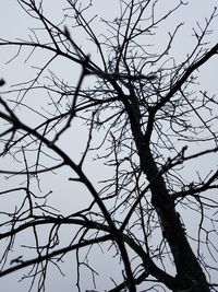 Low angle view of tree against sky