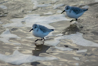 High angle view of seagulls on beach