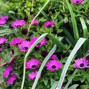 Close-up of purple flowers blooming outdoors