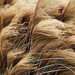 Full frame shot of wheat field