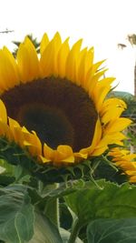 Close-up of sunflower blooming outdoors