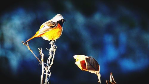 Close-up of bird perching on white background