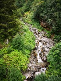 Stream flowing through rocks in forest