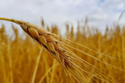 Close-up of stalks in wheat field against sky