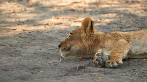 Side view of a cat relaxing on land