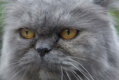 Close-up portrait of a cat