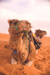 Morocco merzouga sahara desert camel in the dunes.