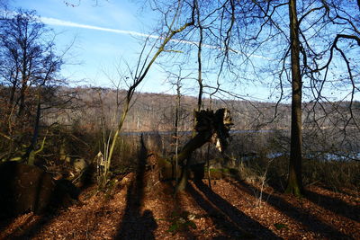 Silhouette horse by trees against sky