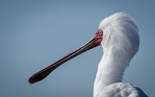 Close-up of a bird against clear sky