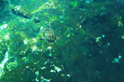 High angle view of jellyfish swimming in sea